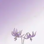 かれん
