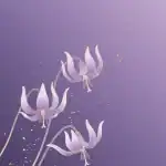 高梨